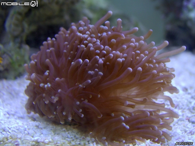 小弟的淺淺海水缸