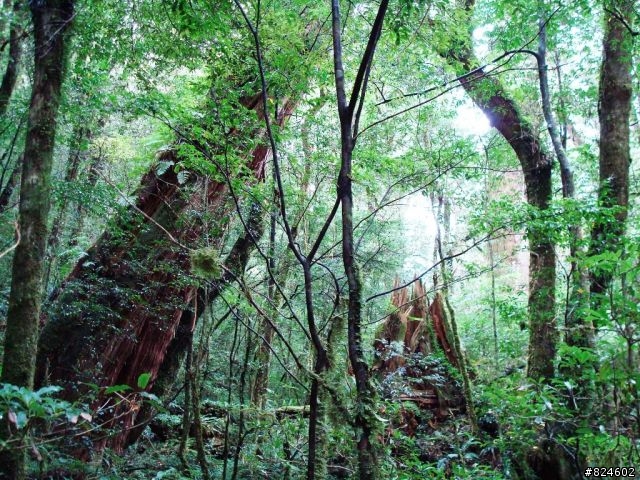 [遊記] 司馬庫斯全攻略 - 新光、鎮西堡、司馬庫斯之路16K去回、司馬庫斯神木群步道