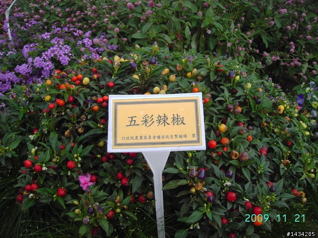 新社花海之旅