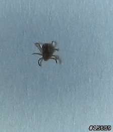 請問動物或昆蟲專家，照片中這是壁蝨嘛？(有附圖)