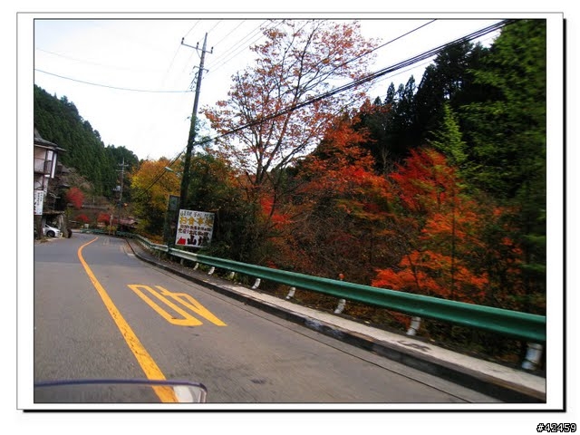 [NEW MAJESTY] 奧多摩周遊道路賞楓