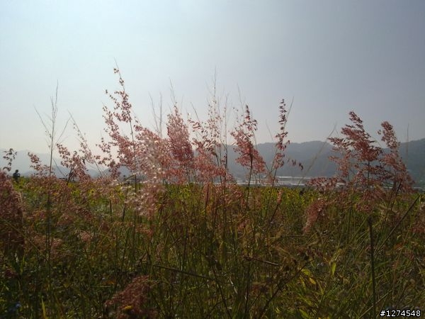 N97照片分享---新社花海