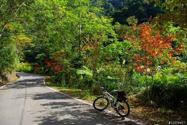 羅山林道 - 楓葉轉紅