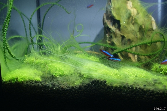 水族同好幫我看看!!