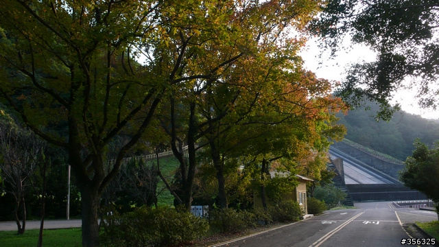 [遊記] 楓紅了....石門水庫單車賞楓探路行