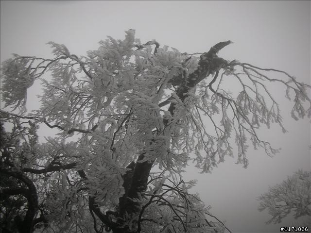好康報你知—民國百年 北插天山霧淞饗宴開鑼了，手腳要快