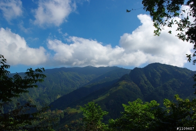 羅山林道 - 楓葉轉紅