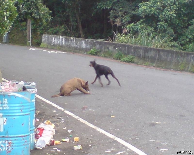 風櫃嘴的路上出現杜賓狗