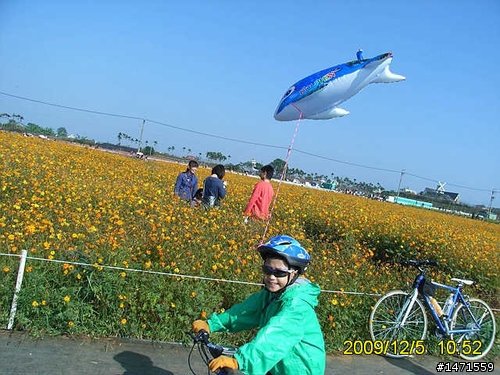 看新社花海不會塞車的路線,中正公園南坑巷-崑山-新社花海