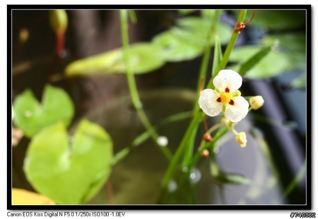 陽台上的蓮花盆