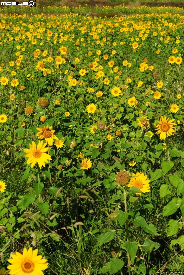 D3000小折車環島精選相片