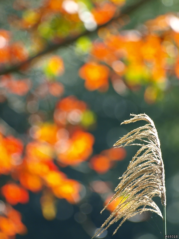 菁紅一瞥  E3+70-300mm
