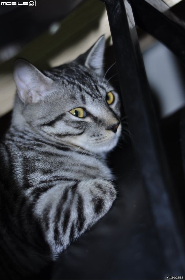 【分享】可愛的喵喵一號表情