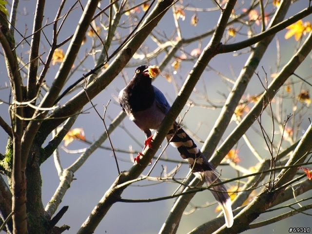 菁紅一瞥  E3+70-300mm