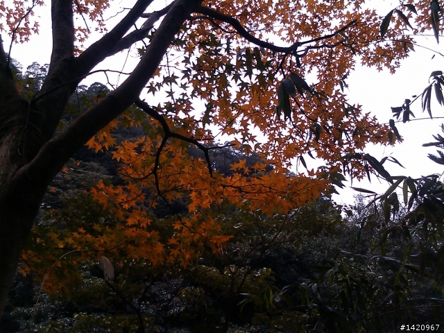 今日賞楓好路線:中和-土城承天禪寺-超陡坡-善息寺-三峽-中和---大家可以去騎看看