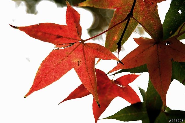 楓葉還沒紅的台北奧萬大
