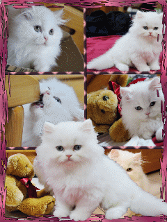 [240*320]  粉色系"貓~芊芊【jungchin偷懶在我這發芊芊的主題在樓下】