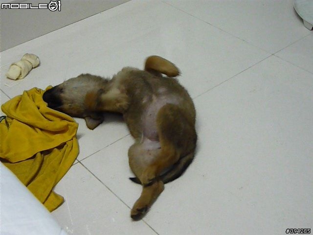 [高雄送養]棕色小米克斯妹妹