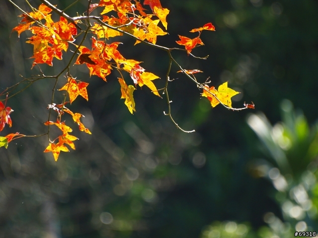 菁紅一瞥  E3+70-300mm