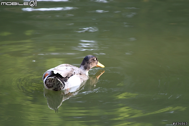 千年傳統．全新感受 ── 重新發現小小黑 EF 70-300mm F4-5.6 IS USM