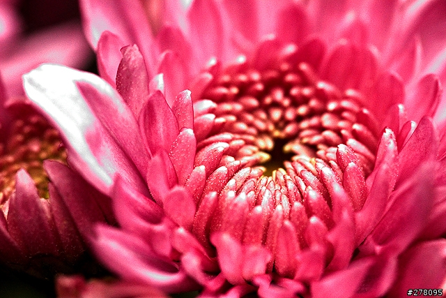 楓葉還沒紅的台北奧萬大