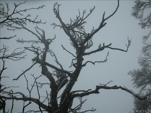 好康報你知—民國百年 北插天山霧淞饗宴開鑼了，手腳要快