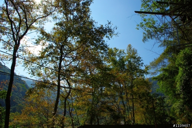 羅山林道 - 楓葉轉紅