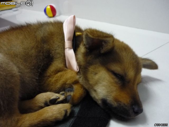[高雄送養]棕色小米克斯妹妹