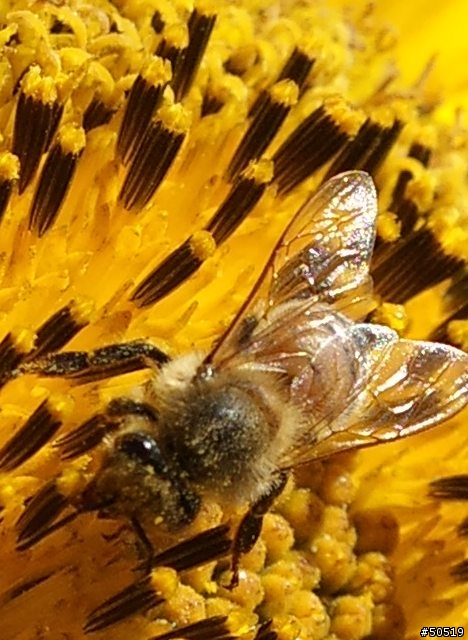 台中 新社花季 _ C901