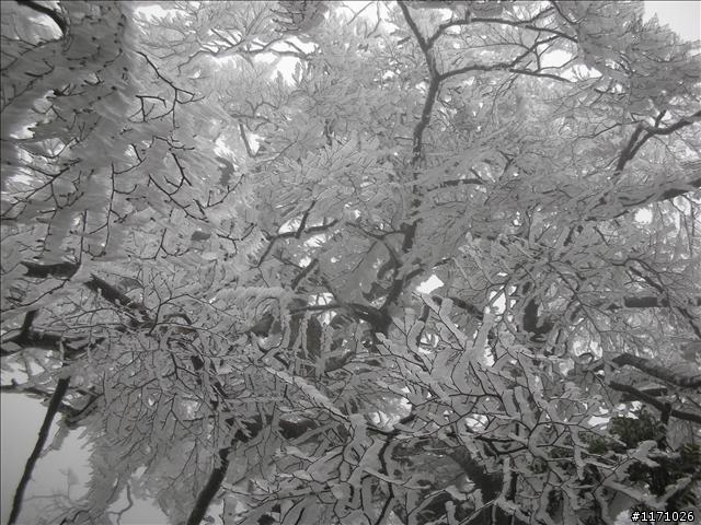 好康報你知—民國百年 北插天山霧淞饗宴開鑼了，手腳要快