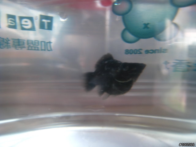 更新：12/2-黑球魚皮膚這樣有病嗎??