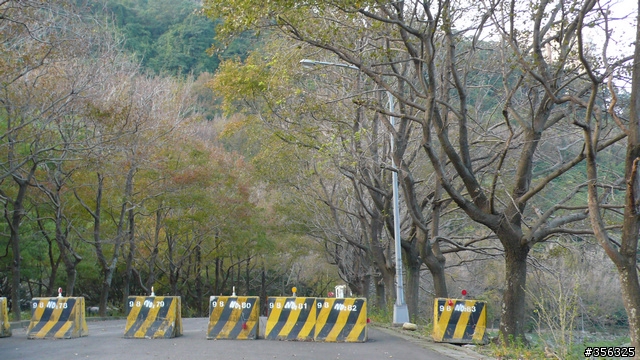 [遊記] 楓紅了....石門水庫單車賞楓探路行