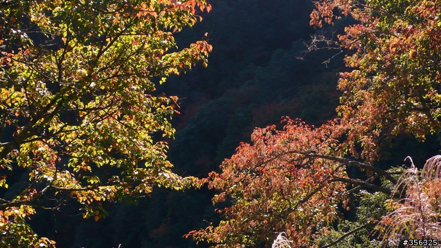 [遊記] 楓紅了part 3....2009阿里山-新中橫單車賞楓紀行