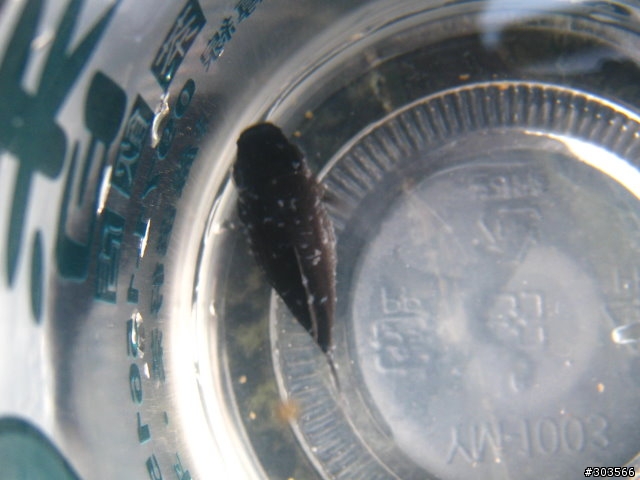 更新：12/2-黑球魚皮膚這樣有病嗎??