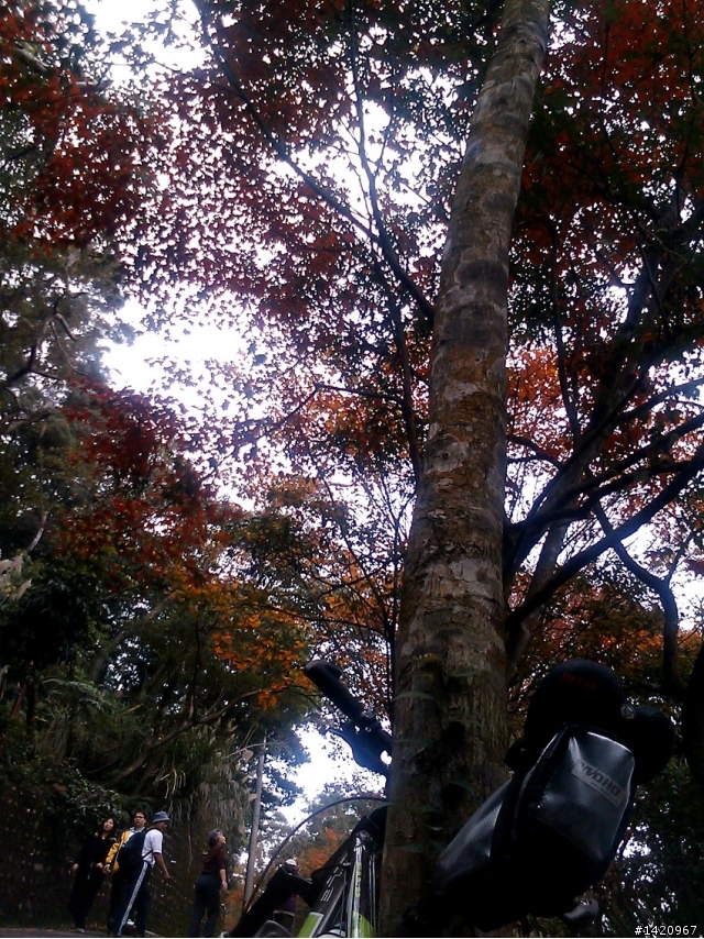 今日賞楓好路線:中和-土城承天禪寺-超陡坡-善息寺-三峽-中和---大家可以去騎看看