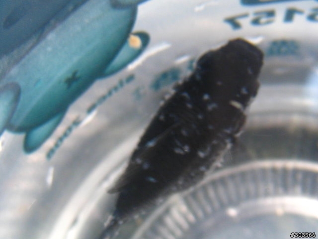 更新：12/2-黑球魚皮膚這樣有病嗎??