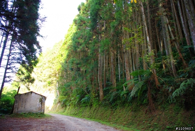 羅山林道 - 楓葉轉紅