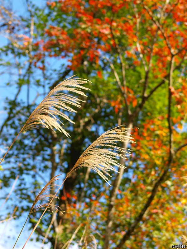 菁紅一瞥  E3+70-300mm