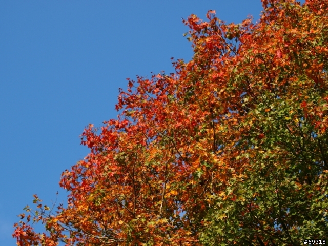 菁紅一瞥  E3+70-300mm