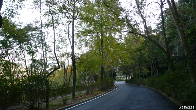 [遊記] 楓紅了....石門水庫單車賞楓探路行