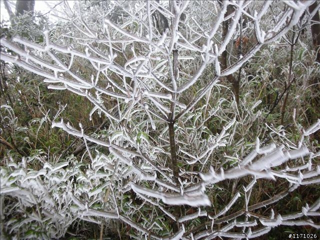 好康報你知—民國百年 北插天山霧淞饗宴開鑼了，手腳要快