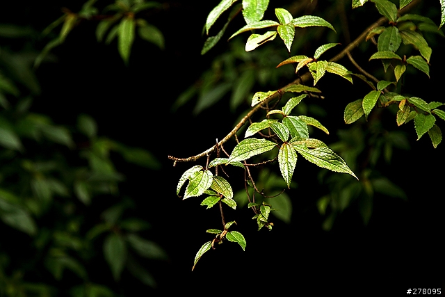 楓葉還沒紅的台北奧萬大