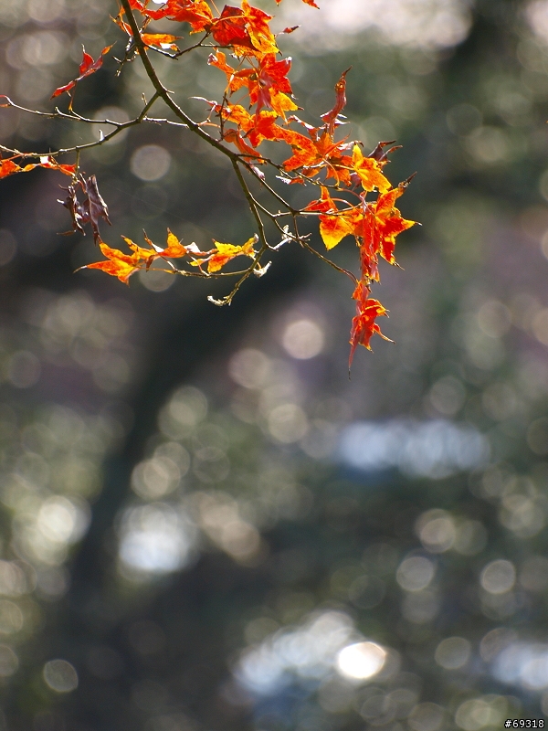 菁紅一瞥  E3+70-300mm