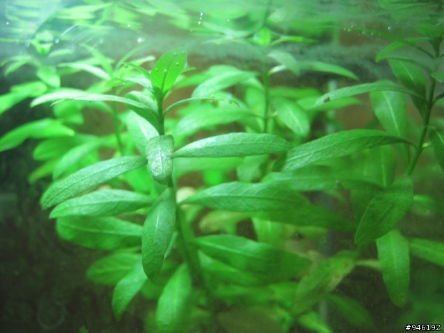 請教各位水草高手