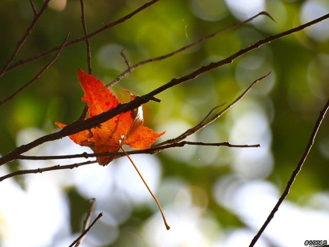 菁紅一瞥  E3+70-300mm