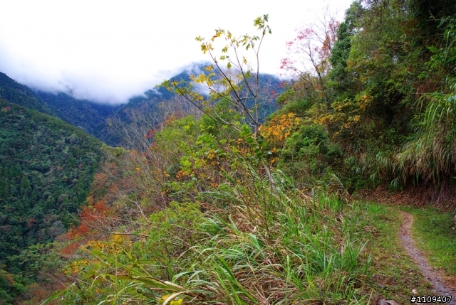 羅山林道 - 楓葉轉紅