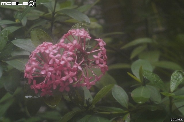 [純粹好玩]發霉、霧化、入塵、彩虹膜....這顆鏡頭不能縮光圈就可以解決的~