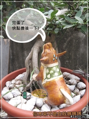 [偽廣告文]驚驚賣古董時間-被拋棄的阿告 (請大家幫忙鑑定一下)
