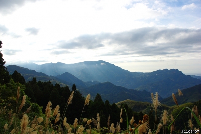 羅山林道 - 楓葉轉紅