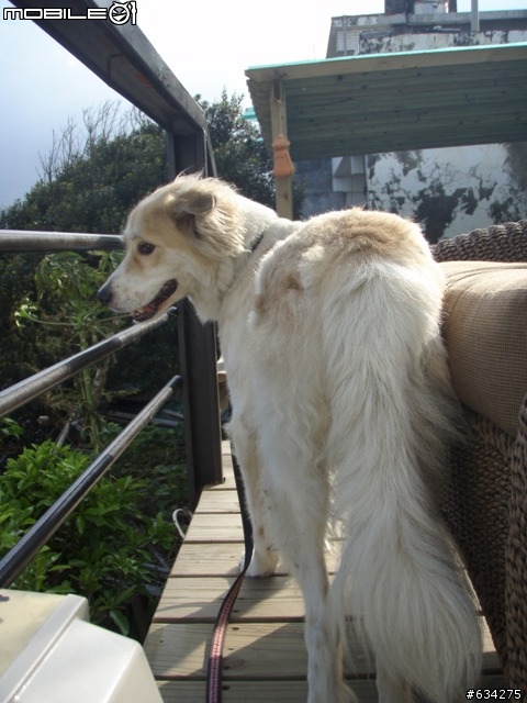 代PO 協尋愛犬~~中山捷運站附近走失  !!(已經找到了)